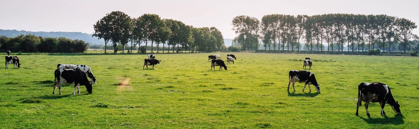 Dairy cattle grazing in Victoria